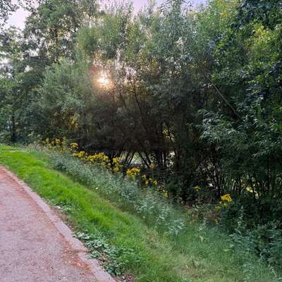 Giftköder-Jakobskreuzkraut hochtoxisch-Bild