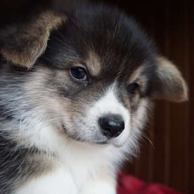 Hundetreffen-Welpentreff Barmbek Nord-Bild