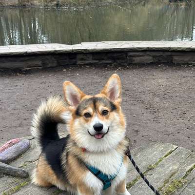 Hundetreffen-Socialwalks-Bild