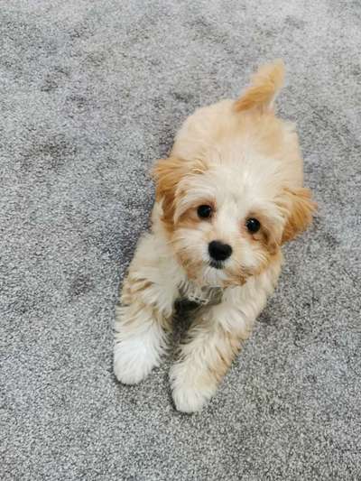 Welpen Bilder !-Beitrag-Bild