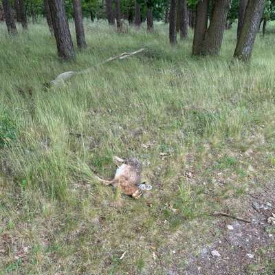 Giftköder-Toter Feldhase-Bild