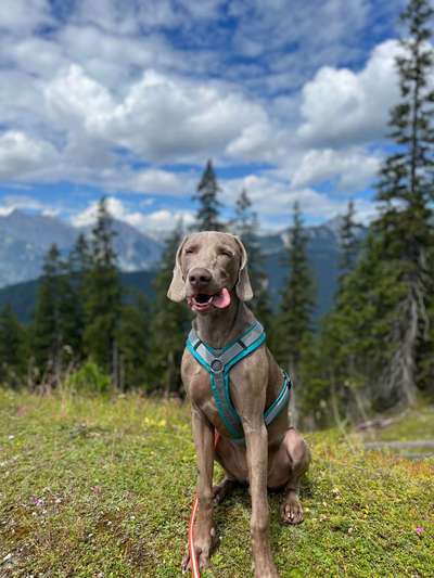 Weimaraner-Beitrag-Bild
