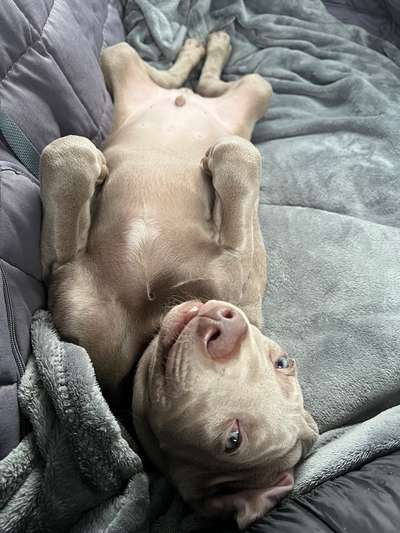 Vom Welpen zum Hund-Beitrag-Bild