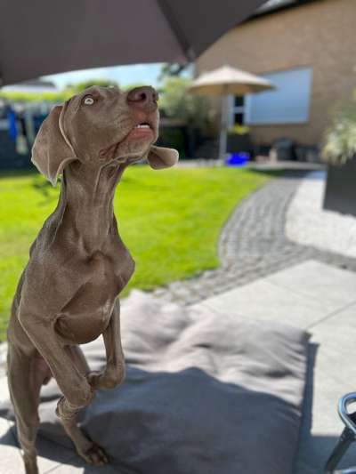 Vom Welpen zum Hund-Beitrag-Bild