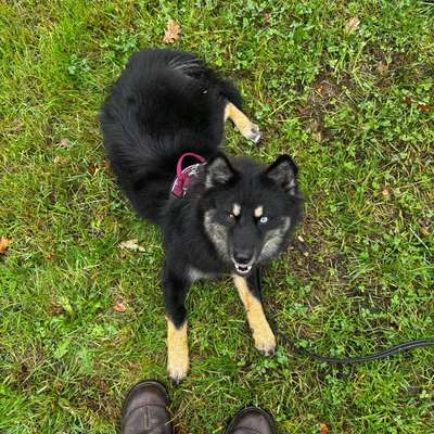 Hundetreffen-Gassi und Sozialisierung ❤️-Bild