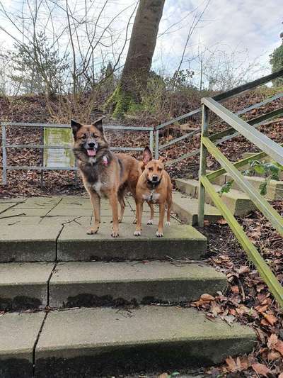 Bester Freund, Hundekumpel - zeigt her!-Beitrag-Bild