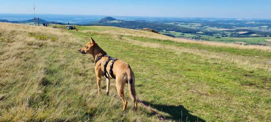 Hundetreffen-Gassipartner/Social walk-Bild