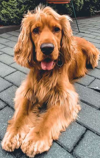 Englisch Cocker Spaniel-Beitrag-Bild