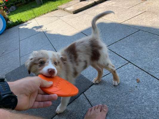 Hundetreffen-Playdate with 15 weeks old mini Australien Shepherd-Bild