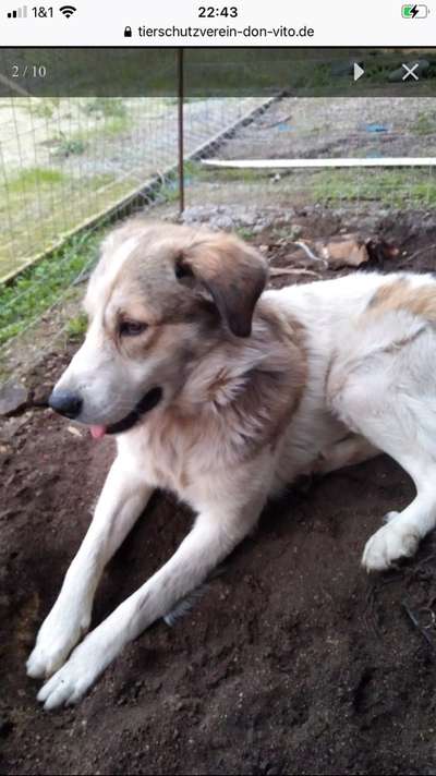 Welpen Bilder !-Beitrag-Bild