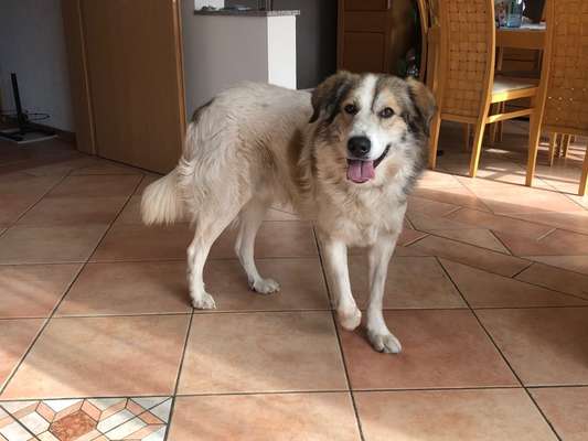 Handy Foto Challange Nr. 46  Happy Dog-Beitrag-Bild