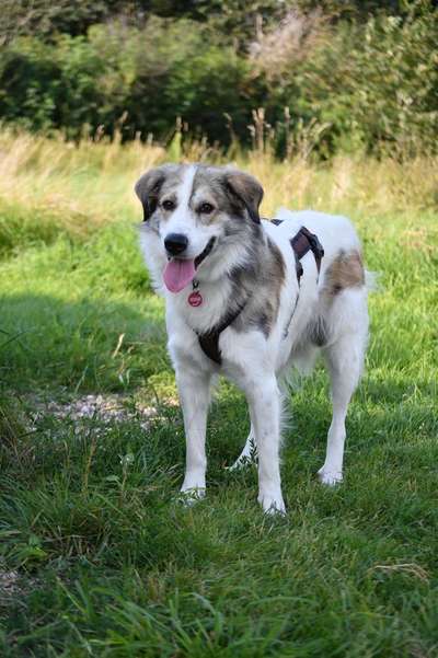 Herdenschutzhunde-Beitrag-Bild