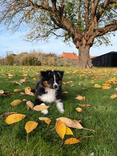 Hundetreffen-Welpentreffen Schaumburg-Bild