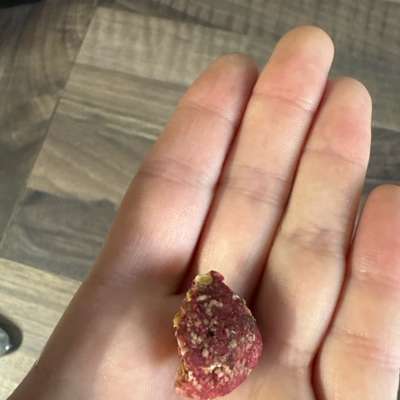 Giftköder-Vermutlich Rattengift-Bild