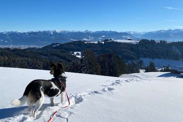 Hundetreffen-Hundespaziergang in St. Gallen-Bild