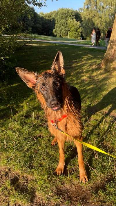 Alles rund um den Schäferhund, diskutieren erwünscht.-Beitrag-Bild