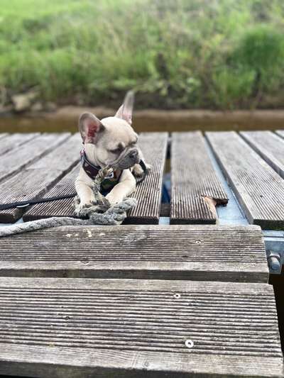 Dogorama-Monats-Challenge-Mai "Wasser"-Beitrag-Bild