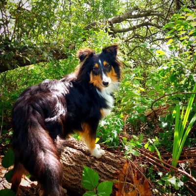 Shelties-Beitrag-Bild