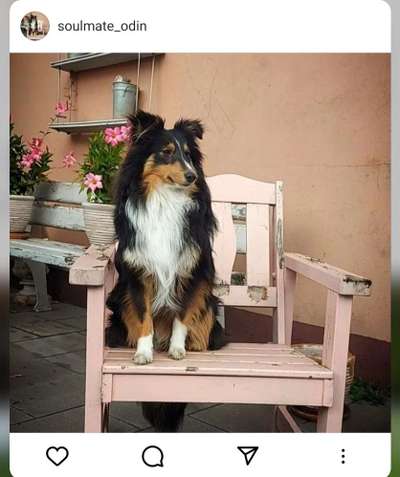 Shelties-Beitrag-Bild