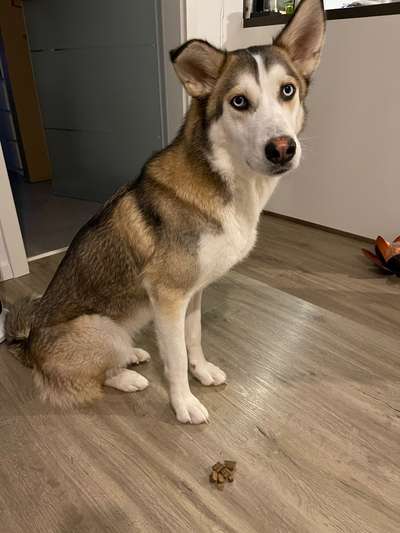 Auslandstierschutz-Beitrag-Bild