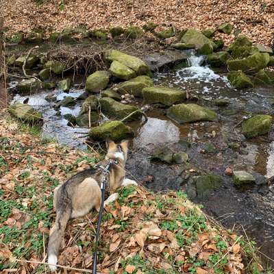 Hundetreffen-Junghunde-Treff zum Spielen/Gassi gehen-Bild