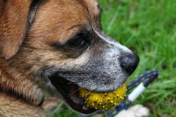 TierschutzhundeStammtisch🐕-Beitrag-Bild