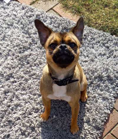 Die Dogorama-Wochen-Challenge "Die schönste Grimasse"-Beitrag-Bild