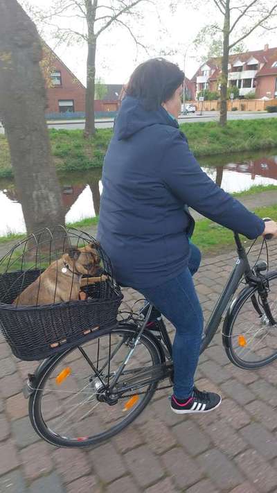 Radfahren mit Hund-Beitrag-Bild