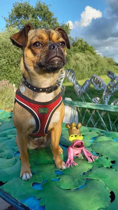 Die wunderschöne Welt mit Hund.-Beitrag-Bild