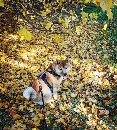 Reinrassige Hunde?-Beitrag-Bild