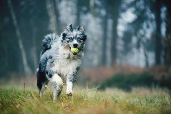 Dogorama Photo Challenge - Rund-Beitrag-Bild