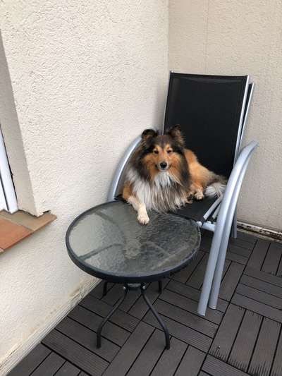 Dogorama Photo Challenge - Rund-Beitrag-Bild