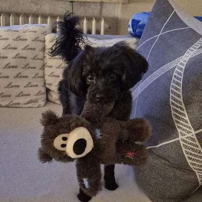 Hundetreffen-Junghund unsicher-Bild