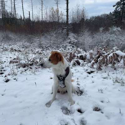 Hundetreffen-Hundetreffen in der Voreifel-Bild