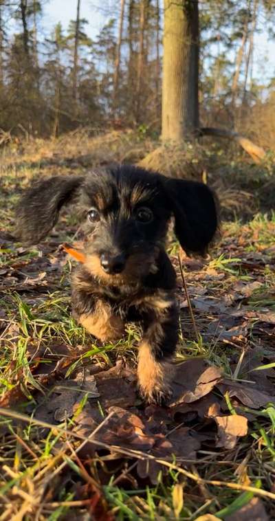 Hundetreffen-Welpenrunde-Bild