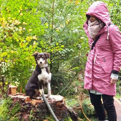 Hundetreffen-Spaziergängen, toben, spielen und Co 🐶☺️-Bild