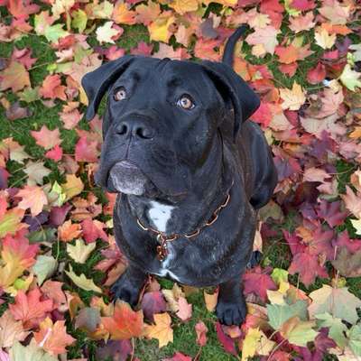 Hundetreffen-Wir suchen Spielkameraden für unseren 8 Monate alten Cane Corso Leandro-Bild