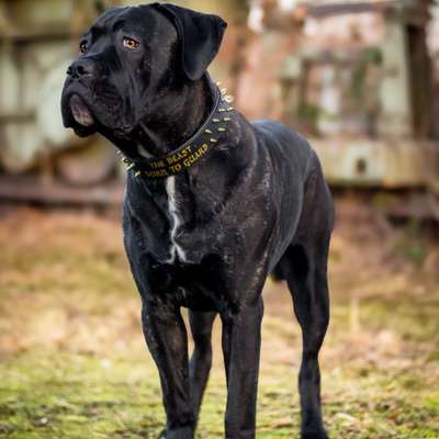 Hundetreffen-Spieletreffen / Gassirunden-Bild