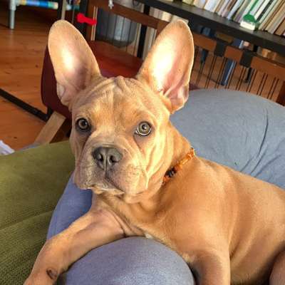 Hundetreffen-Spielen/Gassi-Bild