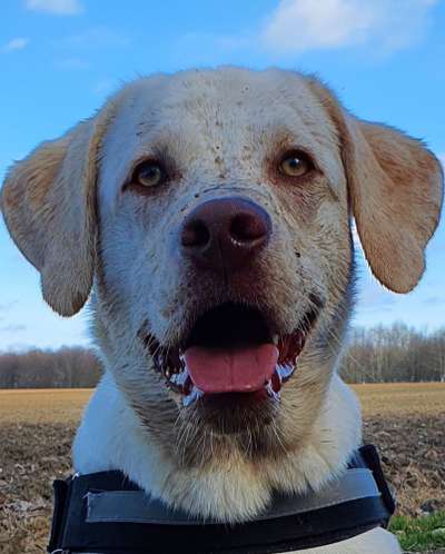 Hundetreffen-In Gotha-Bild