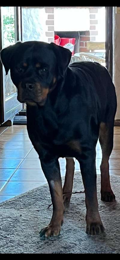 Reinrassige Hunde?-Beitrag-Bild