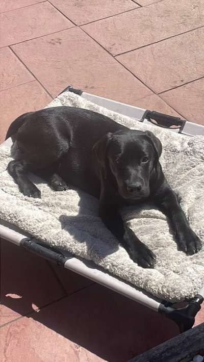 Reinrassige Hunde?-Beitrag-Bild