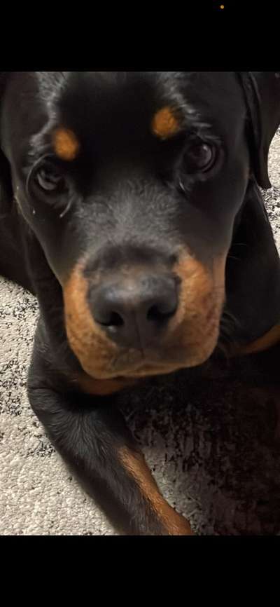 Welpen Bilder !-Beitrag-Bild