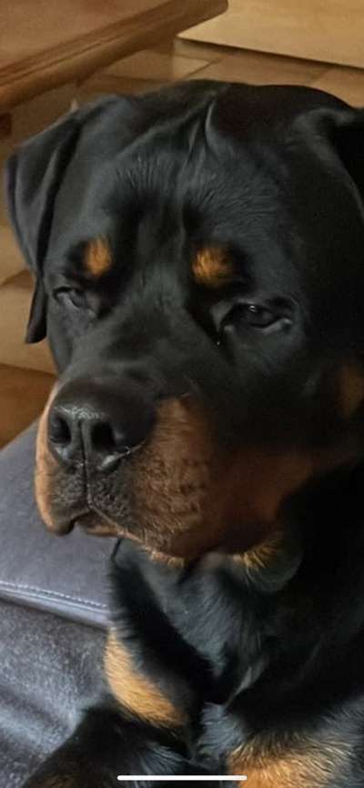 Hunde Porträt (Portrait) Galerie....-Beitrag-Bild