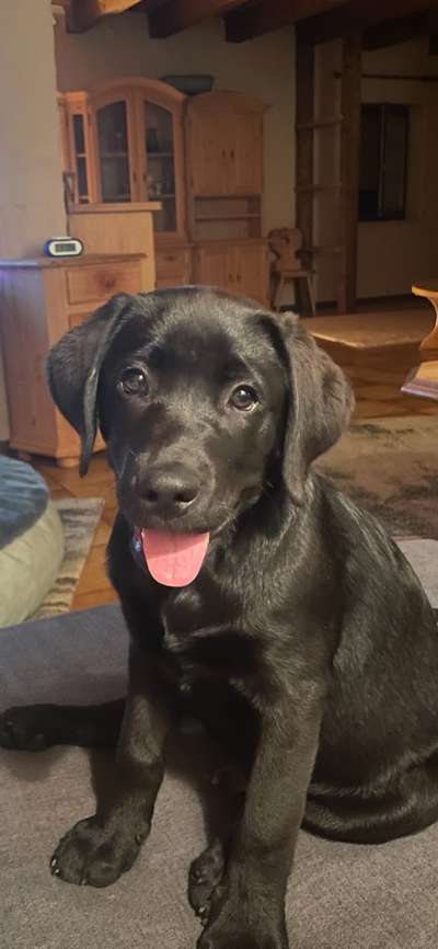 Welpen Bilder !-Beitrag-Bild