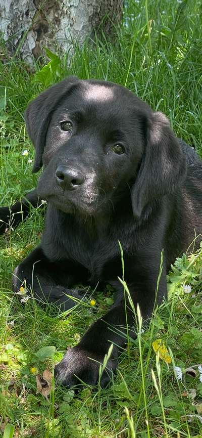 Welpen Bilder !-Beitrag-Bild