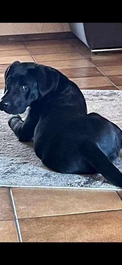 Black dogs are beautiful-Beitrag-Bild