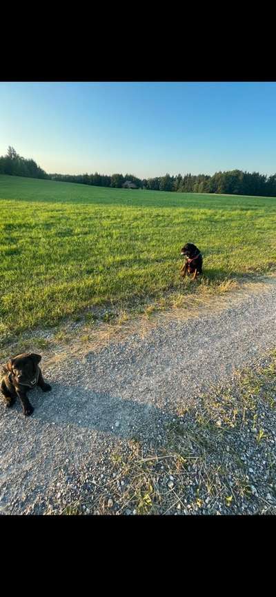 43. Collage Challenge - Schattenspiele-Beitrag-Bild