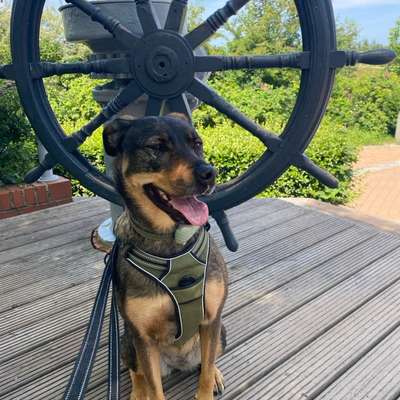 Hundetreffen-Gemeinsame Gassirunde-Bild