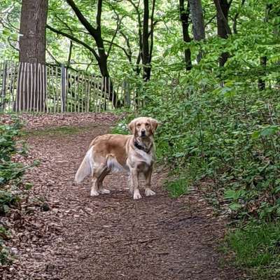 Hundetreffen-Spielgefährte für Hannah gesucht-Profilbild